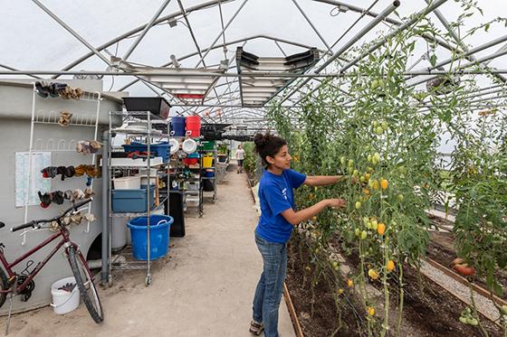Photo of a woman in a blue t-shirt tending to yellow peppers in a greenhouse at Chatham University's Eden Hall Campus. 